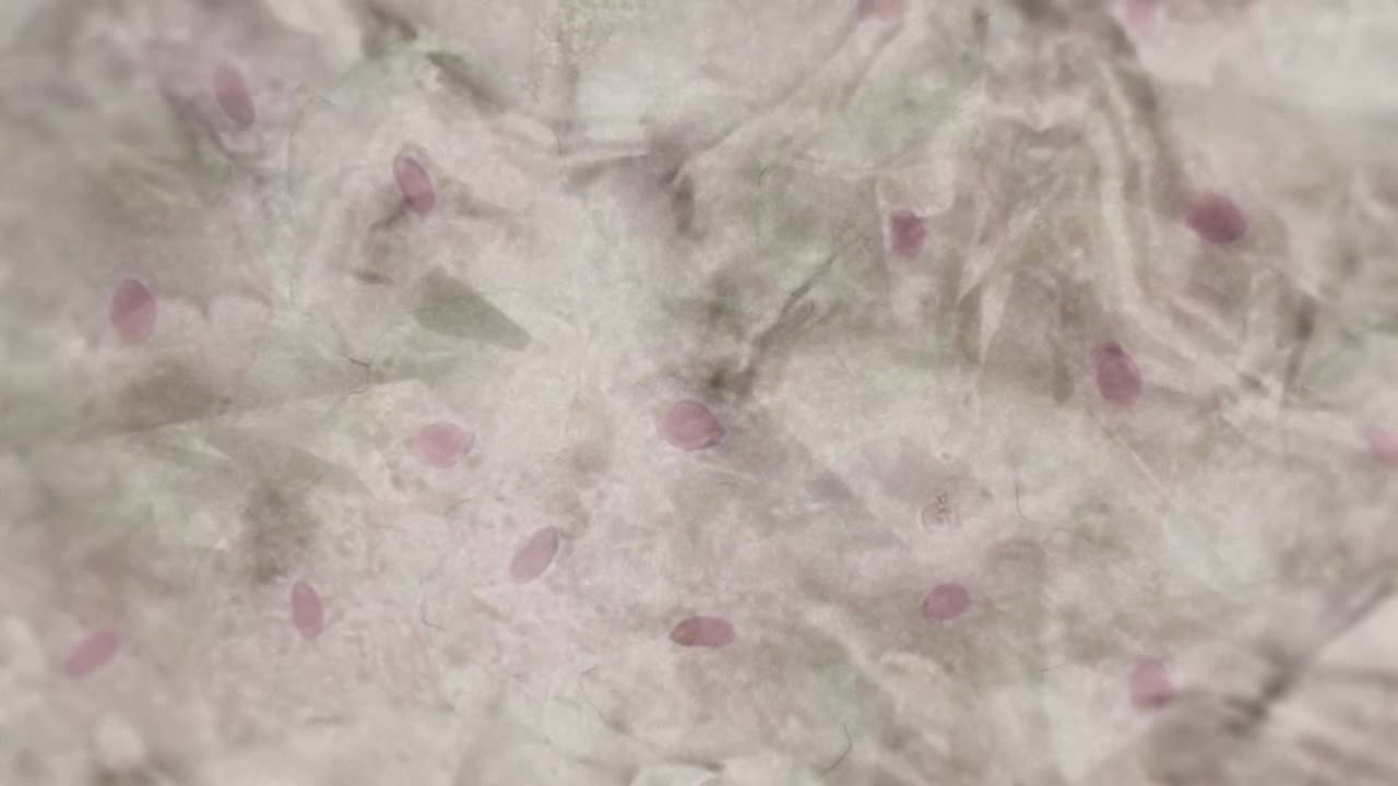Постер аниме Баки — сын Великана 2